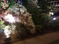 Albums/20200303-Kew Gardens/5